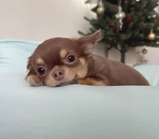 🥺 emoji chihuahua Telegram sticker 15 of 58