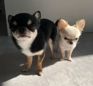 🐶 emoji chihuahua Telegram sticker 6 of 58