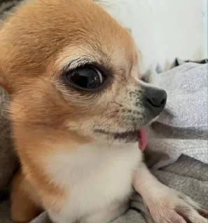 😜 emoji chihuahua Telegram sticker 7 of 58