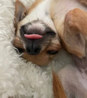 😜 emoji chihuahua Telegram sticker 19 of 58