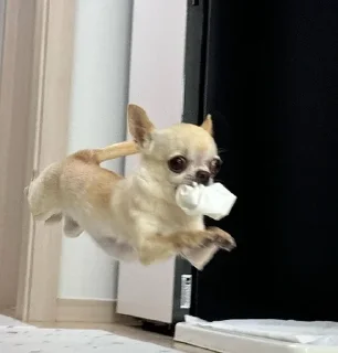 🚀 emoji chihuahua Telegram sticker 17 of 58