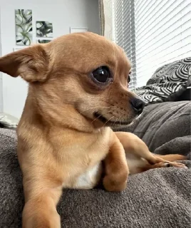 🤔 emoji chihuahua Telegram sticker 22 of 58