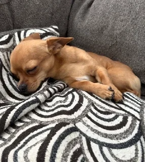 😴 emoji chihuahua Telegram sticker 21 of 58