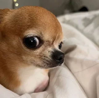 🫤 emoji chihuahua Telegram sticker 5 of 58