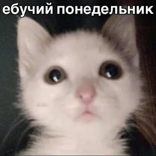 Sticker from Сегодня...