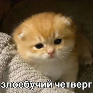 Sticker from Сегодня...