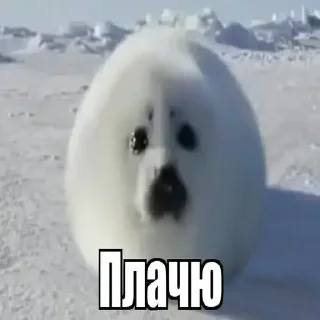 😅 emoji Тюленчики(не брать, откушу ухо) ➡️ @Ctikerubot Telegram sticker 14 of 17