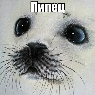 😘 emoji Тюленчики(не брать, откушу ухо) ➡️ @Ctikerubot Telegram sticker 13 of 17