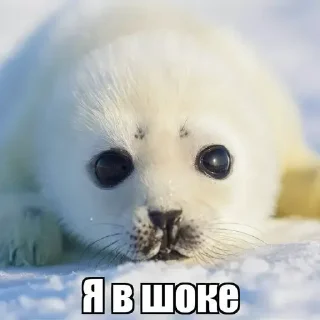 😘 emoji Тюленчики(не брать, откушу ухо) ➡️ @Ctikerubot Telegram sticker 12 of 17