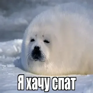 😁 emoji Тюленчики(не брать, откушу ухо) ➡️ @Ctikerubot Telegram sticker 8 of 17