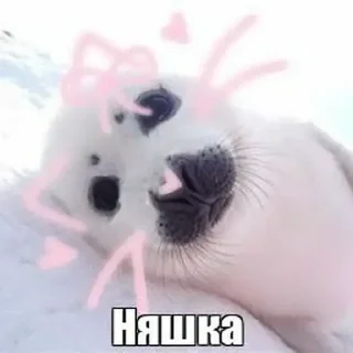 😅 emoji Тюленчики(не брать, откушу ухо) ➡️ @Ctikerubot Telegram sticker 10 of 17