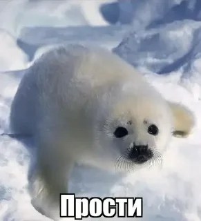 😅 emoji Тюленчики(не брать, откушу ухо) ➡️ @Ctikerubot Telegram sticker 16 of 17