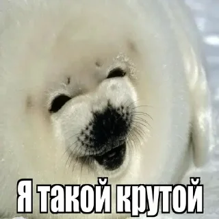 😱 emoji Тюленчики(не брать, откушу ухо) ➡️ @Ctikerubot Telegram sticker 15 of 17