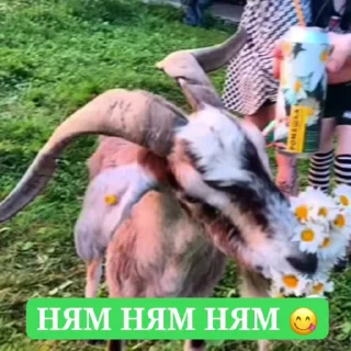 ❤️ emoji Татьяна Чёрная (легенда искусства) Telegram sticker 7 of 23