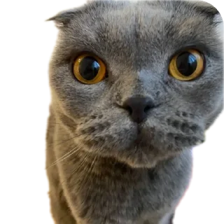 🐱 emoji Стики горшка ➡️ @Ctikerubot Telegram sticker 17 of 29