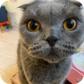 🐱 emoji Стики горшка ➡️ @Ctikerubot Telegram sticker 18 of 29