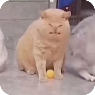 🤲 emoji Шутки про маму не смешные Telegram sticker 15 of 17