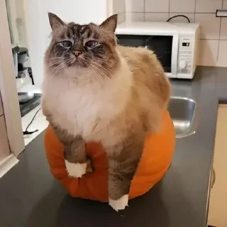 Sticker from Кот на арбузе