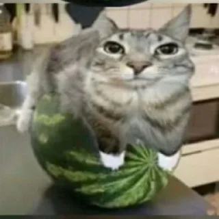 😡 emoji кот на арбузе by @offstikbot Telegram sticker 9 of 19
