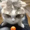 🌟 emoji ТАКСИ Telegram sticker 18 of 18