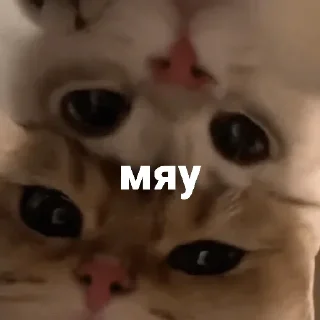 🐈 emoji Котики и мы @anime4_arts Telegram sticker 15 of 40