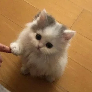 Sticker from мы котики♡♡