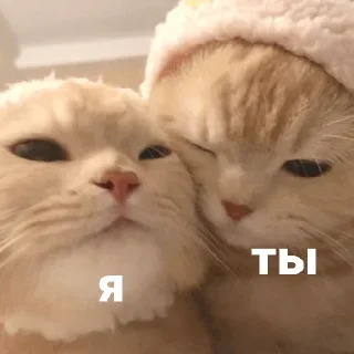 😝 emoji Котики и мы @anime4_arts Telegram sticker 13 of 40