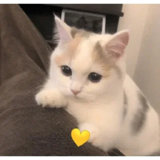 💛 emoji Котики и мы @anime4_arts Telegram sticker 10 of 40