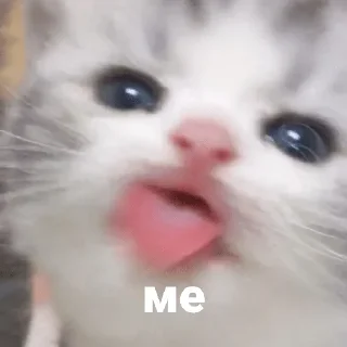 😝 emoji Котики и мы @anime4_arts Telegram sticker 24 of 40