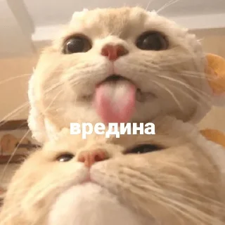 😝 emoji Котики и мы @anime4_arts Telegram sticker 17 of 40