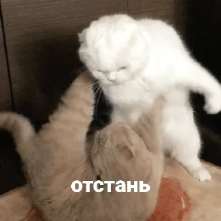 😡 emoji Котики и мы @anime4_arts Telegram sticker 23 of 40