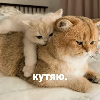 😢 emoji Котики и мы @anime4_arts Telegram sticker 4 of 40