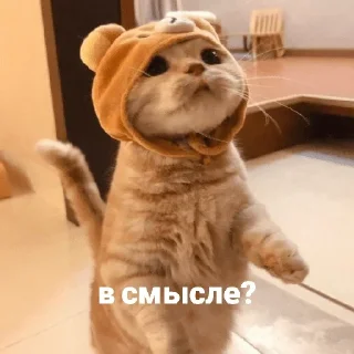 🤨 emoji Котики и мы @anime4_arts Telegram sticker 3 of 40