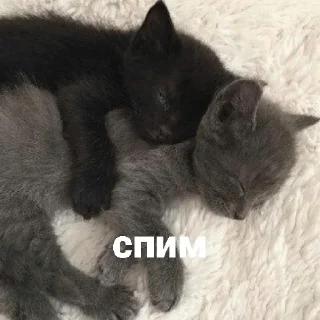 💤 emoji Котики и мы @anime4_arts Telegram sticker 21 of 40