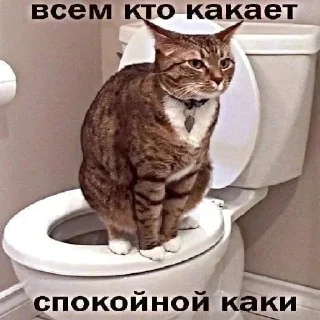 Sticker from Уебанские открытки: @Pea4_stickerbot