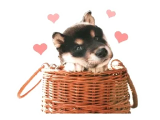 Sticker from Shiba Inu 🐾