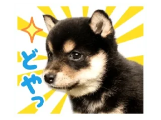 Sticker from Shiba Inu 🐾