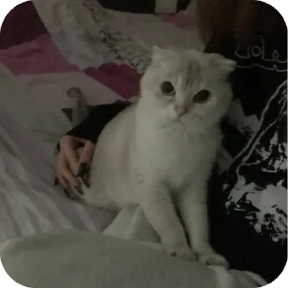 🫥 emoji аришка сижка купальник Telegram sticker 8 of 22
