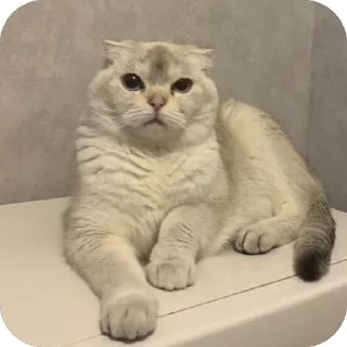 🫥 emoji аришка сижка купальник Telegram sticker 18 of 22