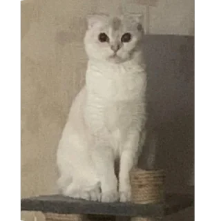 🫥 emoji аришка сижка купальник Telegram sticker 12 of 22