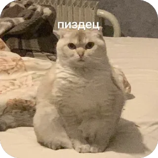 🫥 emoji аришка сижка купальник Telegram sticker 19 of 22
