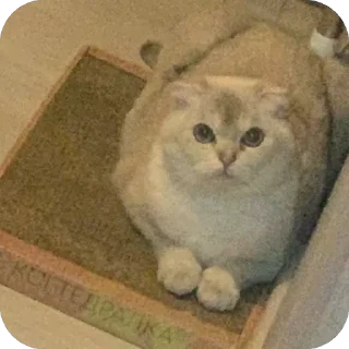 🫥 emoji аришка сижка купальник Telegram sticker 14 of 22