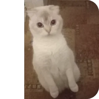 🫥 emoji аришка сижка купальник Telegram sticker 20 of 22