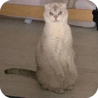 🫥 emoji аришка сижка купальник Telegram sticker 6 of 22