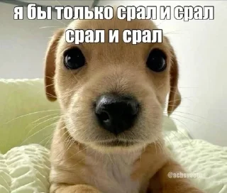 🌟 emoji иришка чики пики от брг Telegram sticker 10 of 117