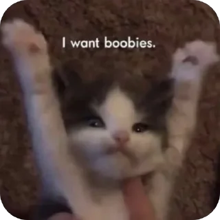 Sticker from Boobies