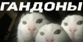 🤩 emoji @TgEmodziBot ебейшие пикчи Ярика вторая часть Telegram sticker 12 of 97