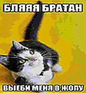 🤩 emoji @TgEmodziBot ебейшие пикчи Ярика вторая часть Telegram sticker 10 of 97