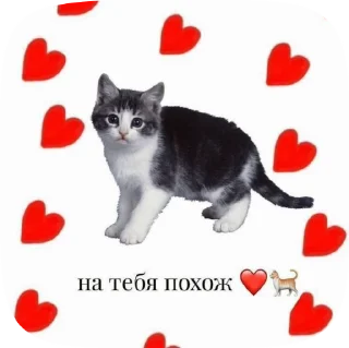 😺 emoji For Arseny<3 @x_sashevex_x Telegram sticker 15 of 50