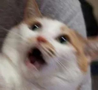 Sticker from Chai's Cat Memes